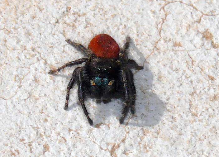 red back spider bites pictures. Kind of redback spiders