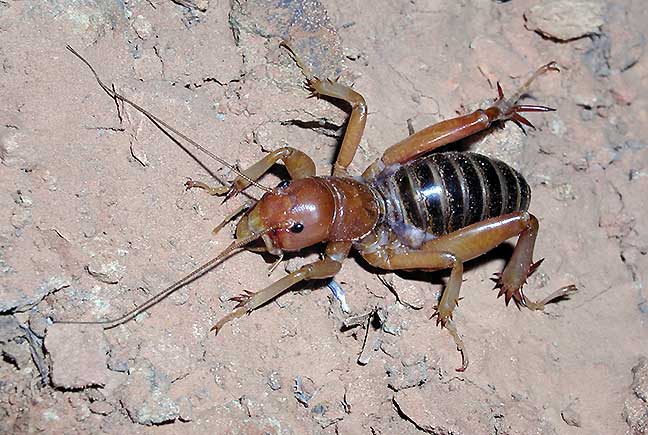 The Jerusalem Cricket: Our