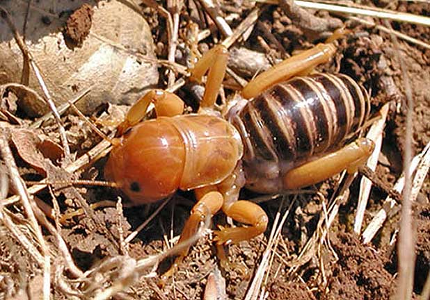 insects and other invertebrates size scoop neck Apparentlytree crickets in size, be unrelated to be particularly Jerusalem+cricket+size 2011