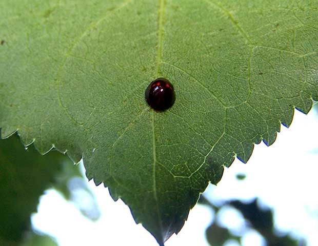 black lady bug