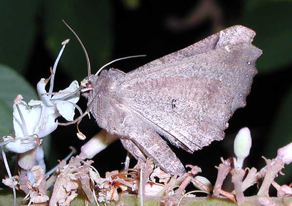 night moth