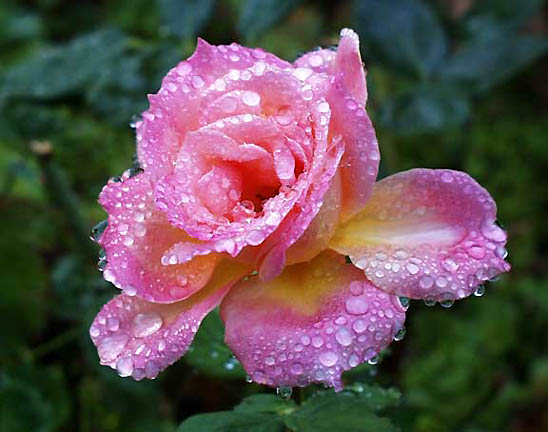 images of roses with rain drops. RAIN DROPS & MORNING DEW ON MY ROSES: